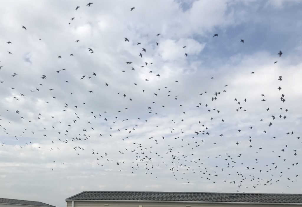 Murmerations of Starlings flying over my caravan